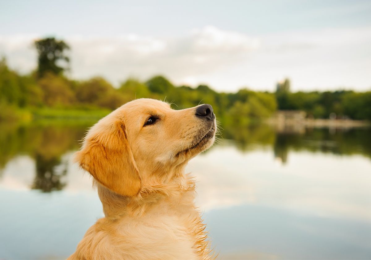 Jeune chien devant un lac