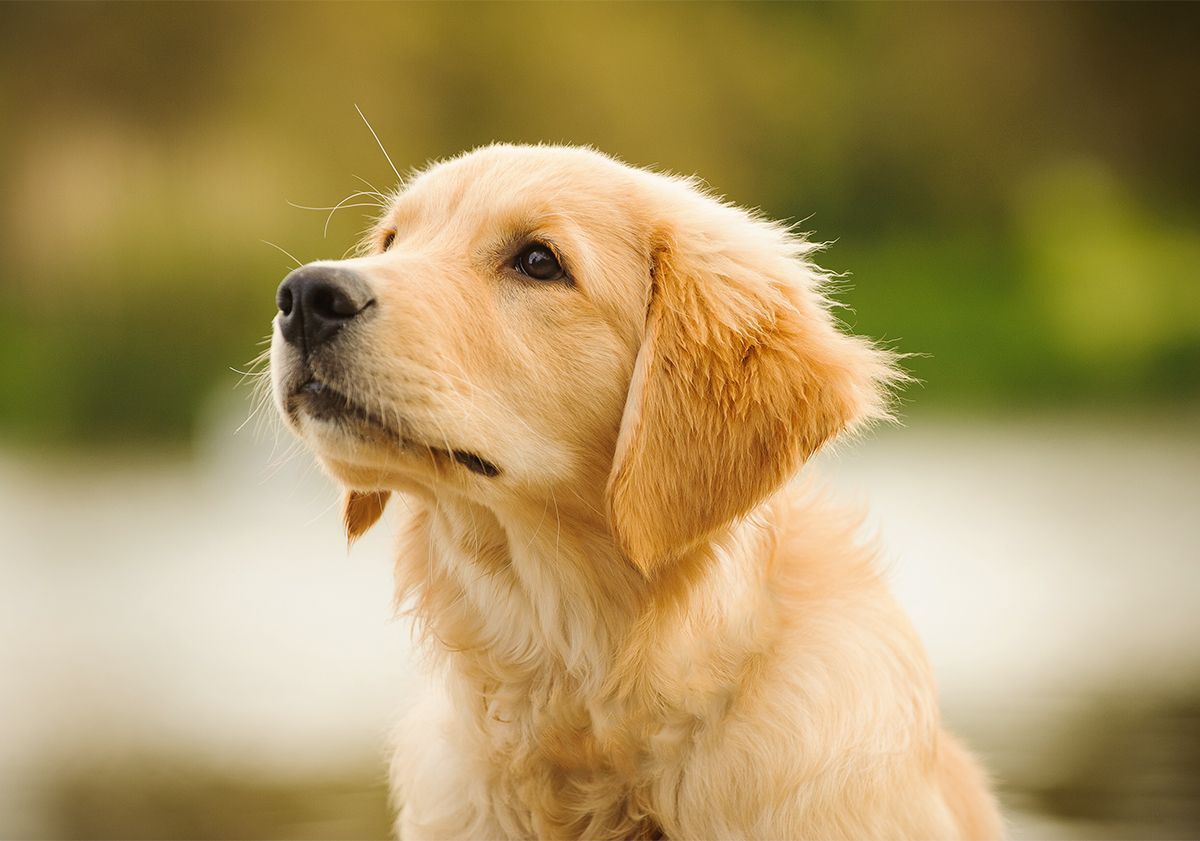 Jeune chien en extérieur