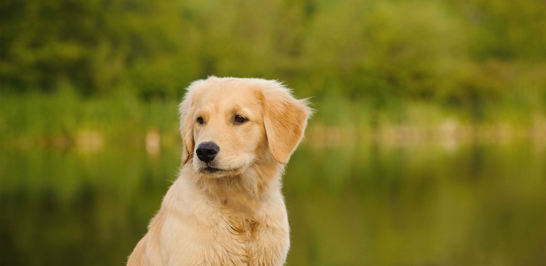 Jeune chien devant un lac