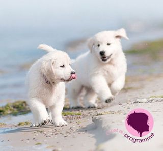 Chiots labrador qui courent sur la plage