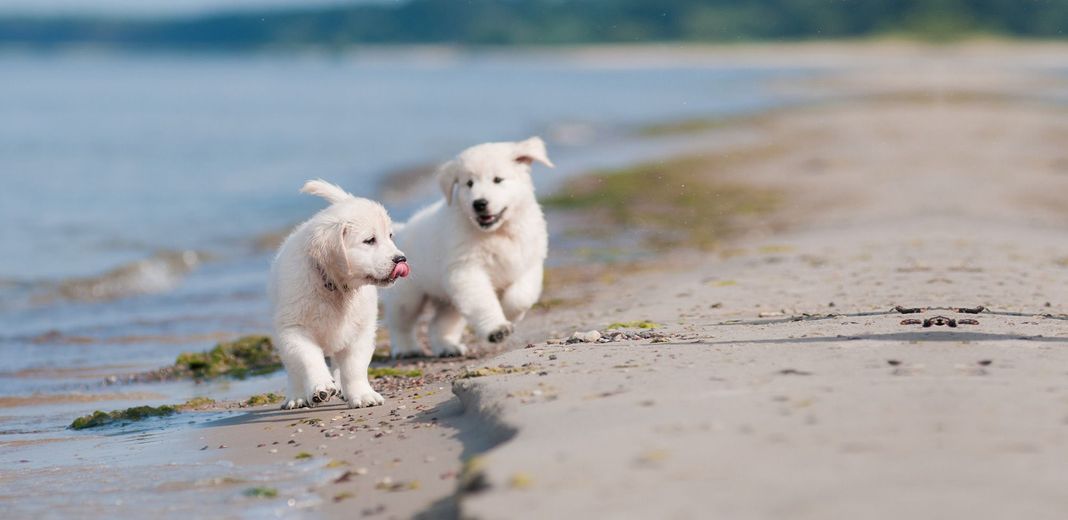 Chiots labrador qui courent sur la plage 