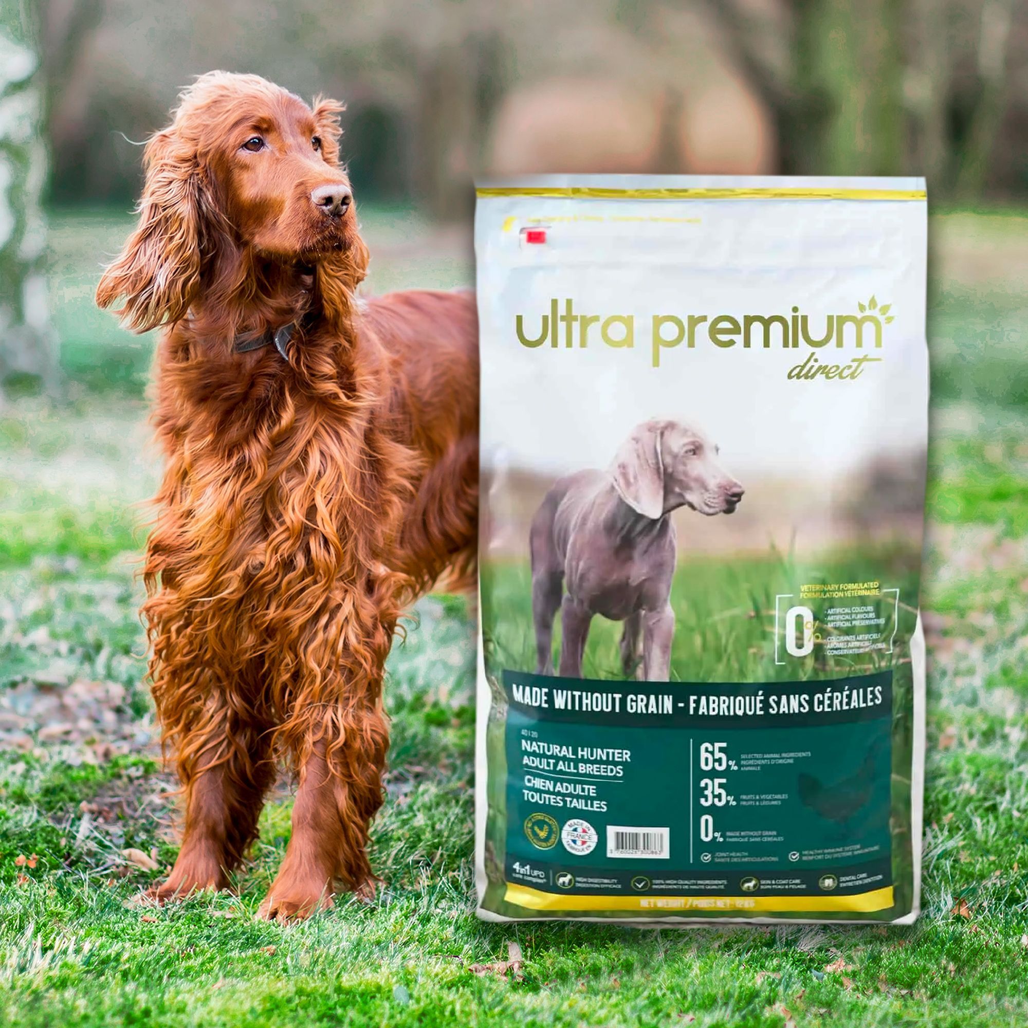 Croquettes pour Setter Anglais Ultra Premium Direct