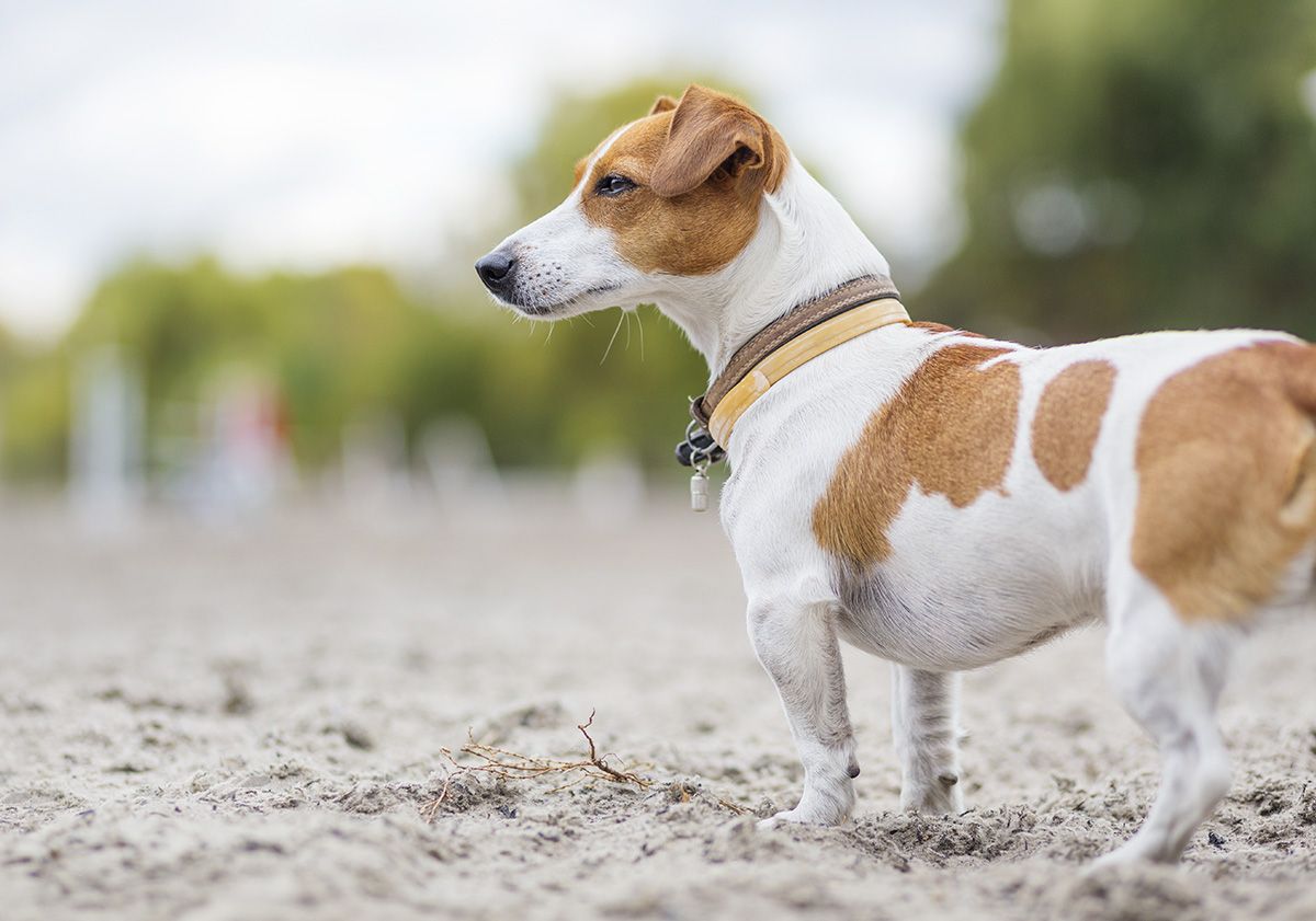 chien sur la plage