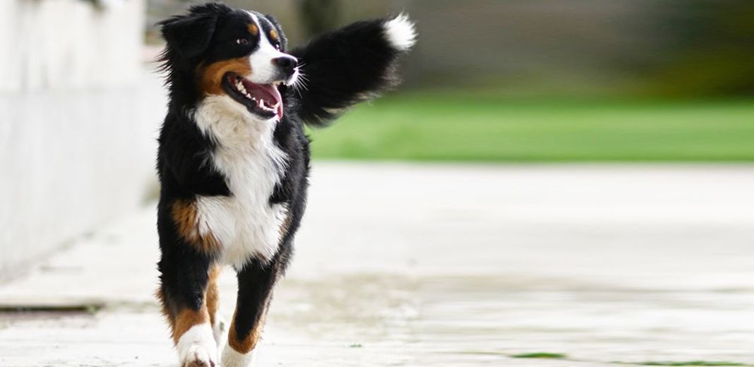 Un chien, la gueule ouverte, court en direction de l'objectif de l'appareil photo