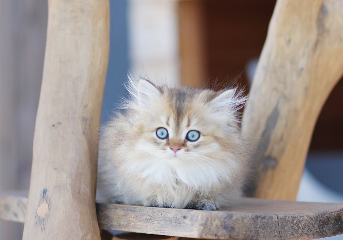 Chaton British Longhair