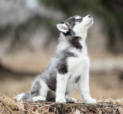 Husky chiot regardant en hauteur