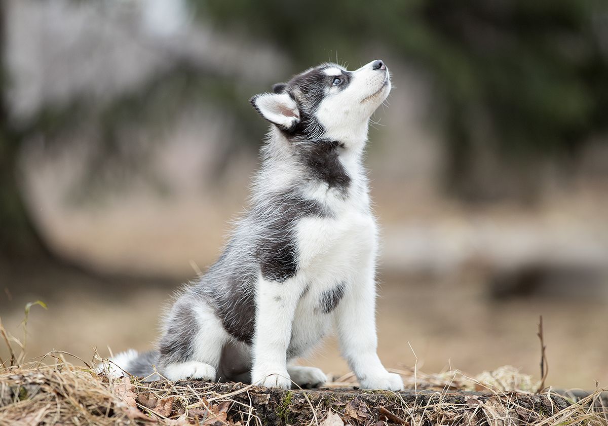 Un chiot Husly regardant vers le haut en extérieur