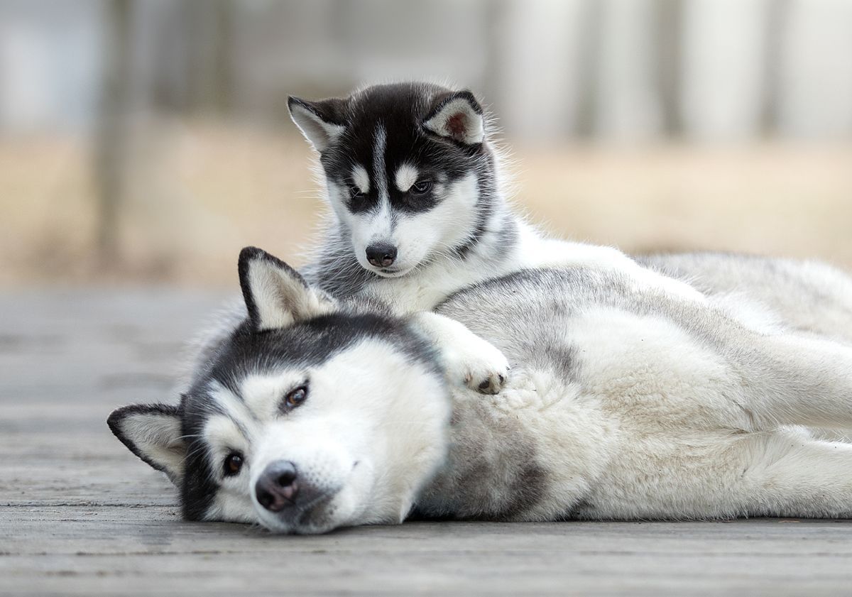 2 huskies allongés 