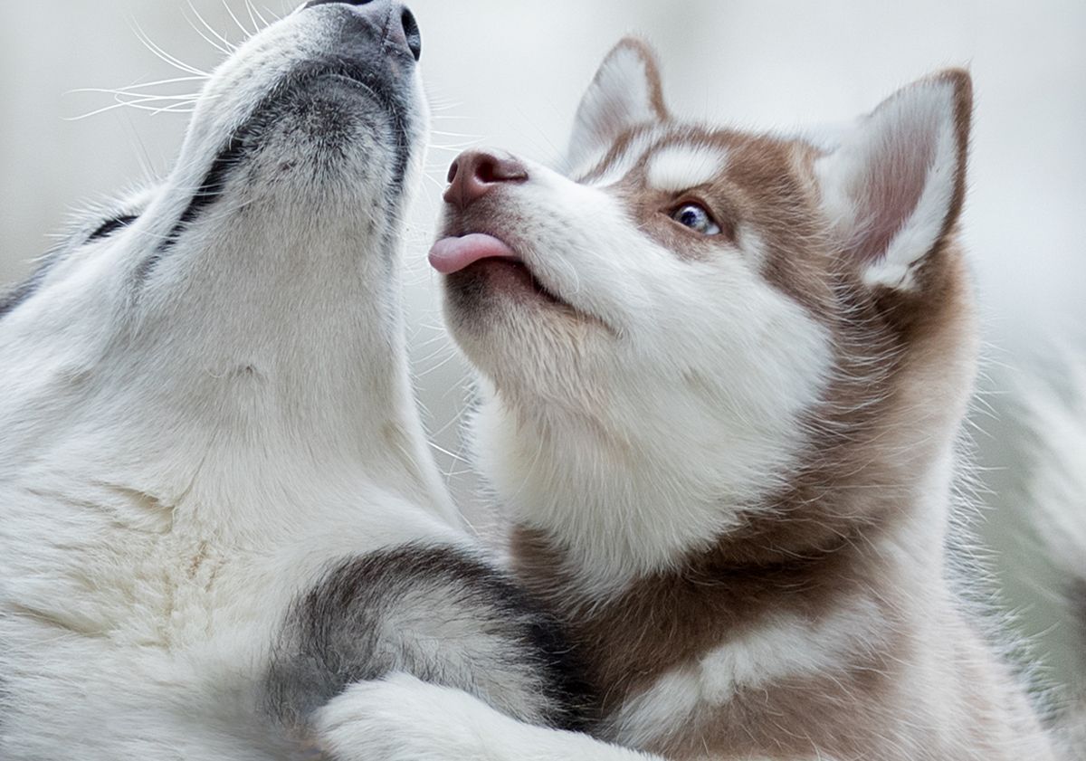 2 huskies jouant ensemble