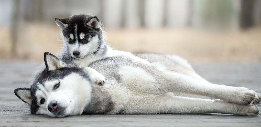 Un husky et son chiot 