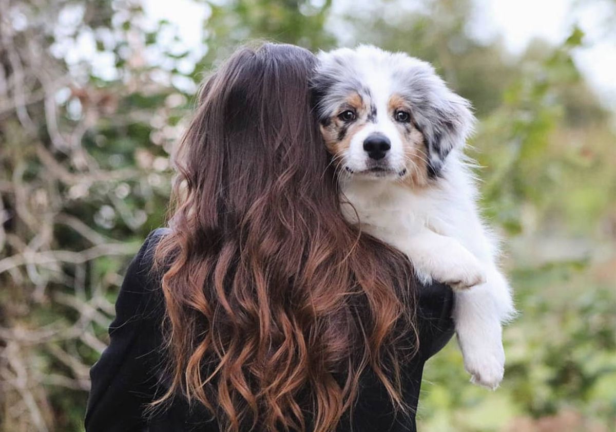 Chiot berger australien dans les bras de sa propriétaire de dos