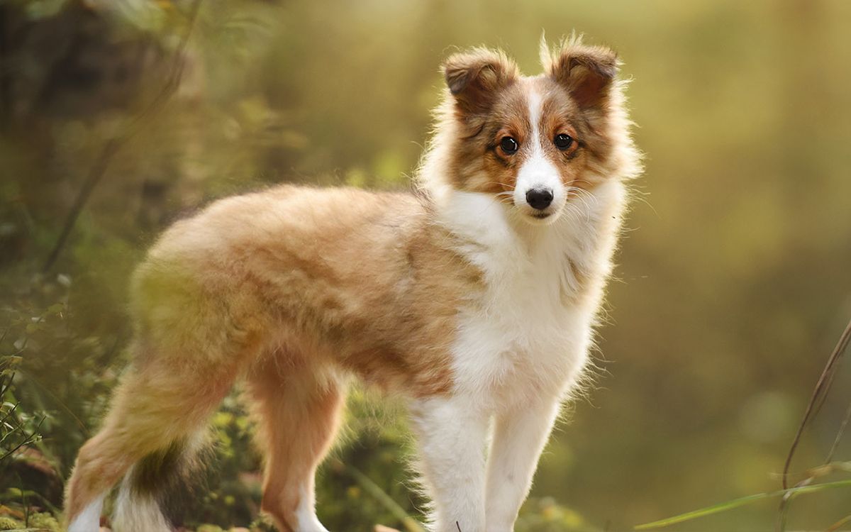 Berger des Shetland chiot en plein air