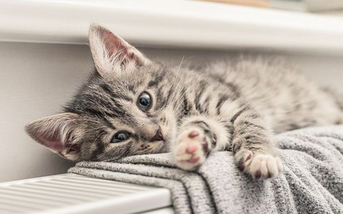 Chat couché sur un radiateur