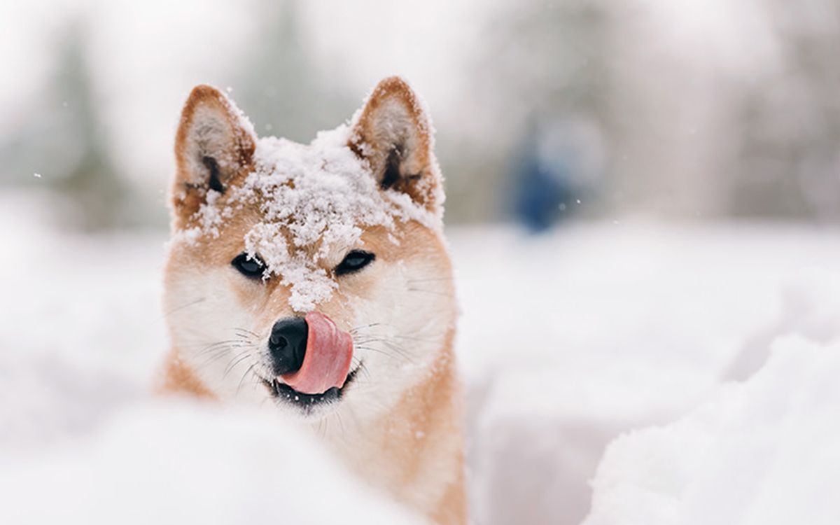 chien ayant de la neige sur la tête et les oreilles
