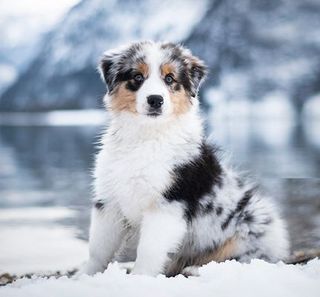 Chien sur de la neige en hiver