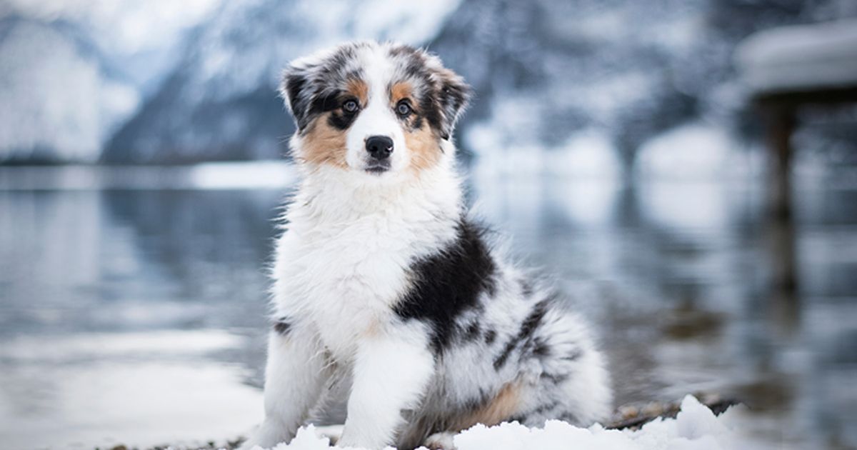 Couverture Chien : Protéger Votre Chien Du Froid