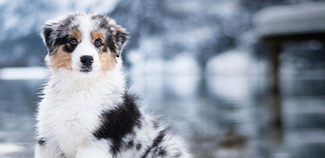 Chien sur de la neige en hiver