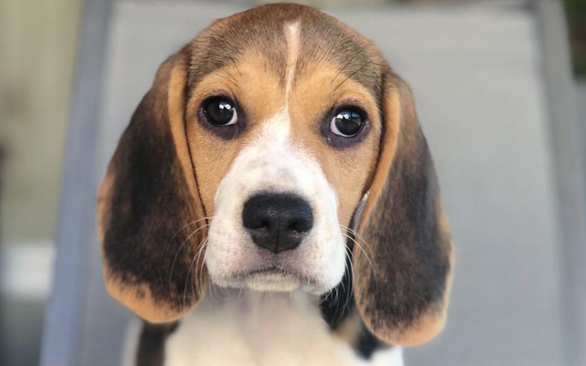 Beagle en intérieur