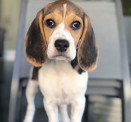 Beagle regardant l'objectif 