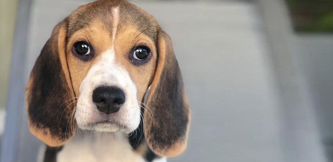 Beagle, en intérieur, regardant l'objectif 