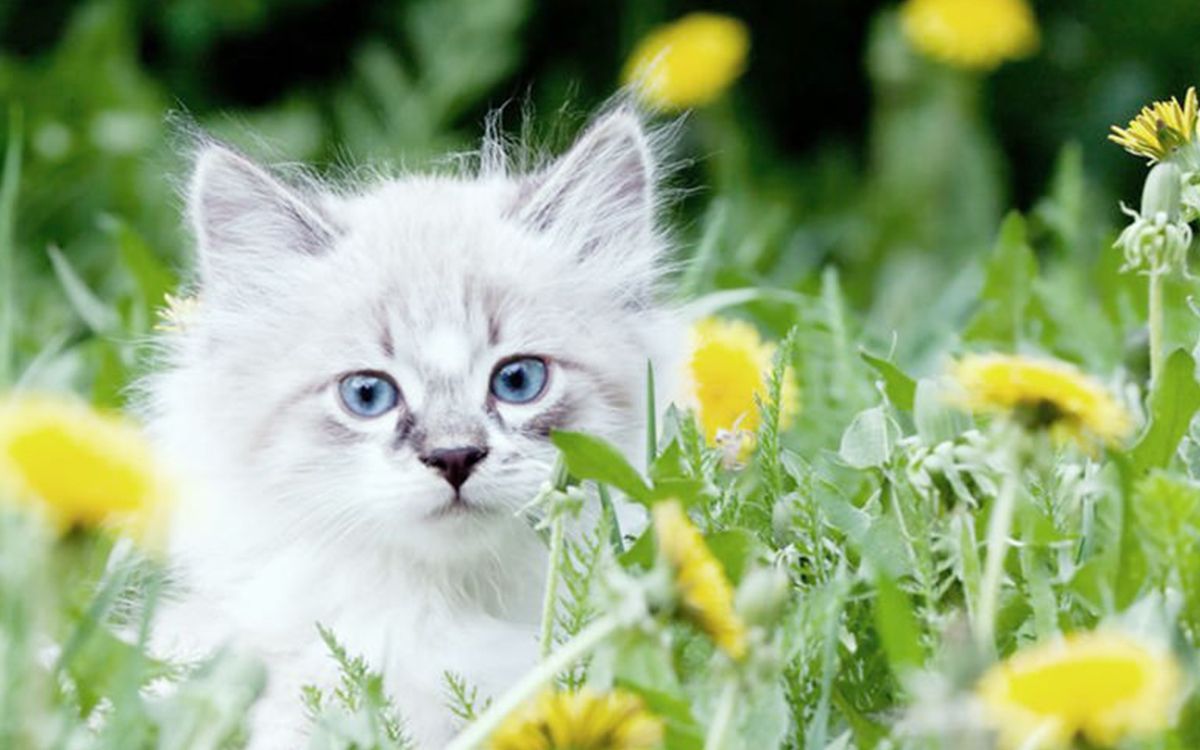 Chaton dans de hautes herbes