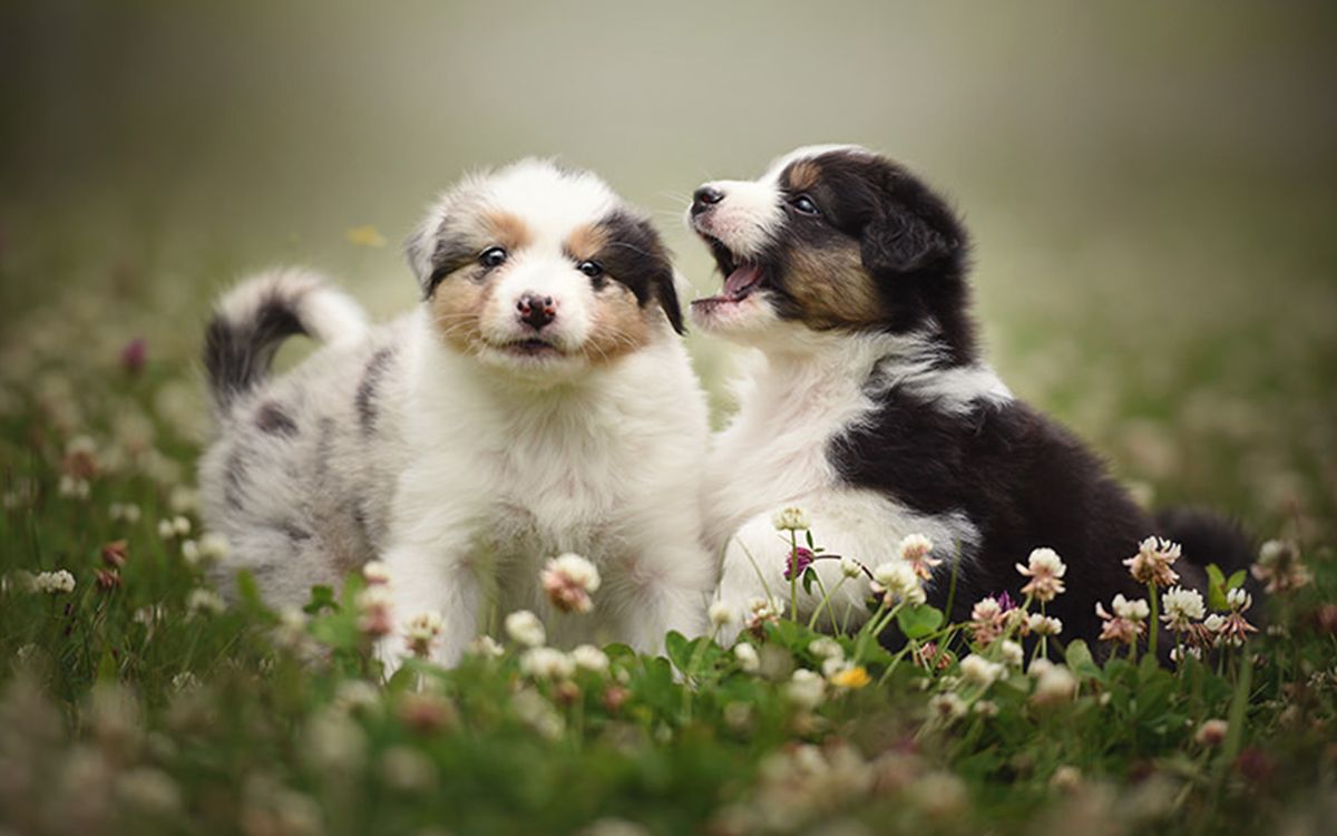 2 chiots jouant en plein air