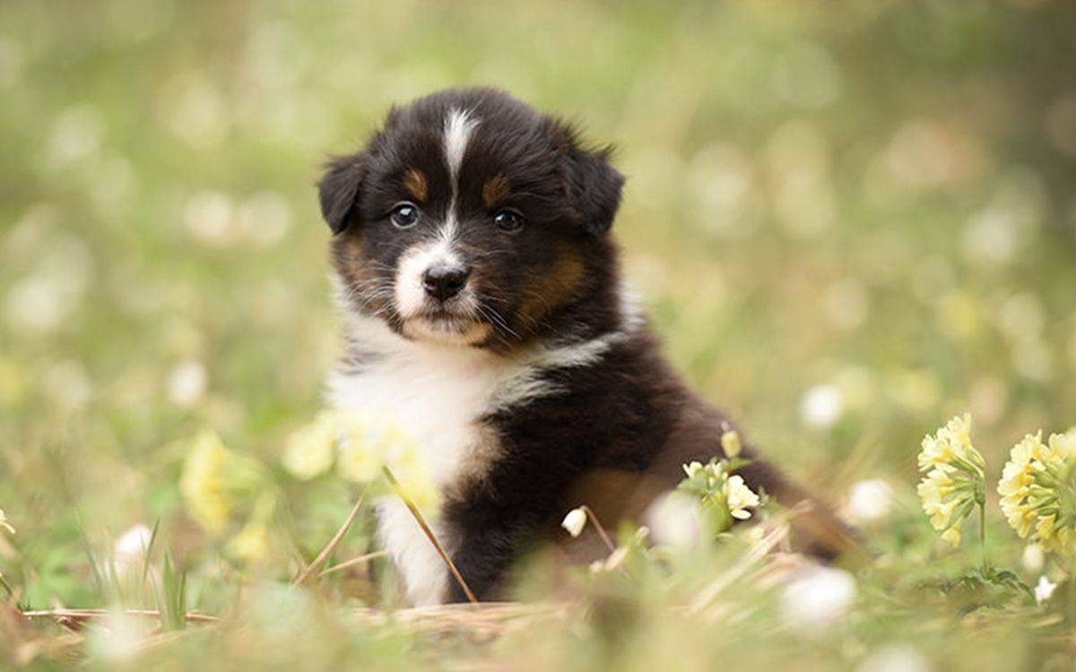 Chiot blanc et noir en pleine nature