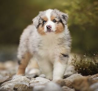 Chiot en extérieur