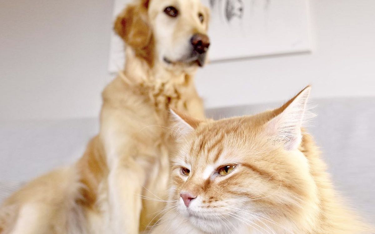 Cohabitation entre un chien et un chat dans un foyer