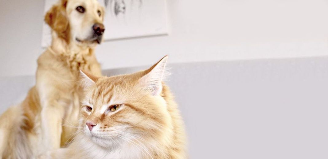 Cohabitation entre un chien et un chat dans un foyer