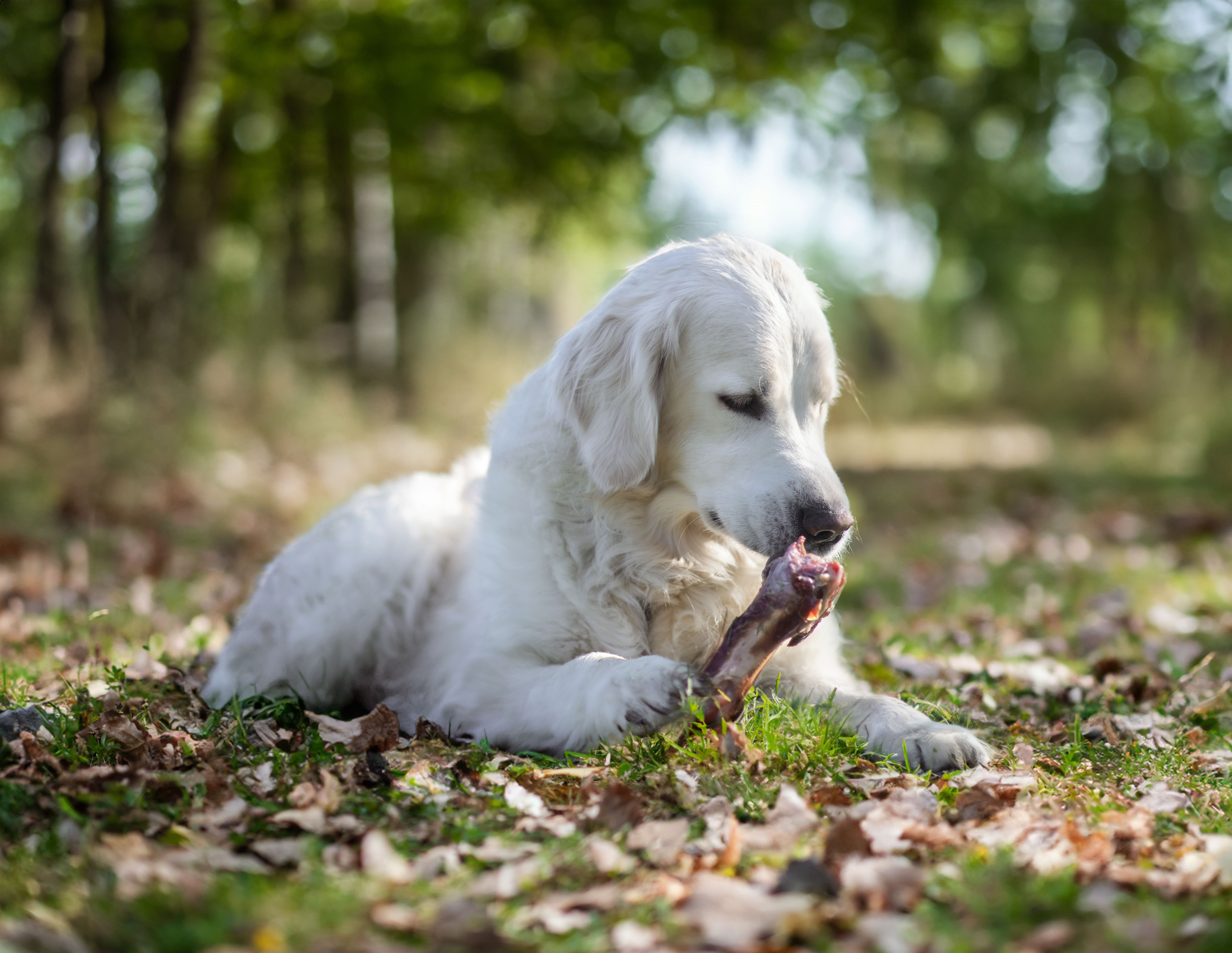 golden retriever blanc avec un os de jambon ultra premium direct dans les bois
