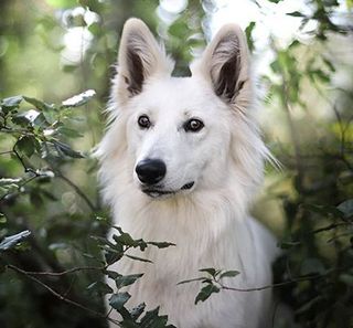 Chien dans la nature