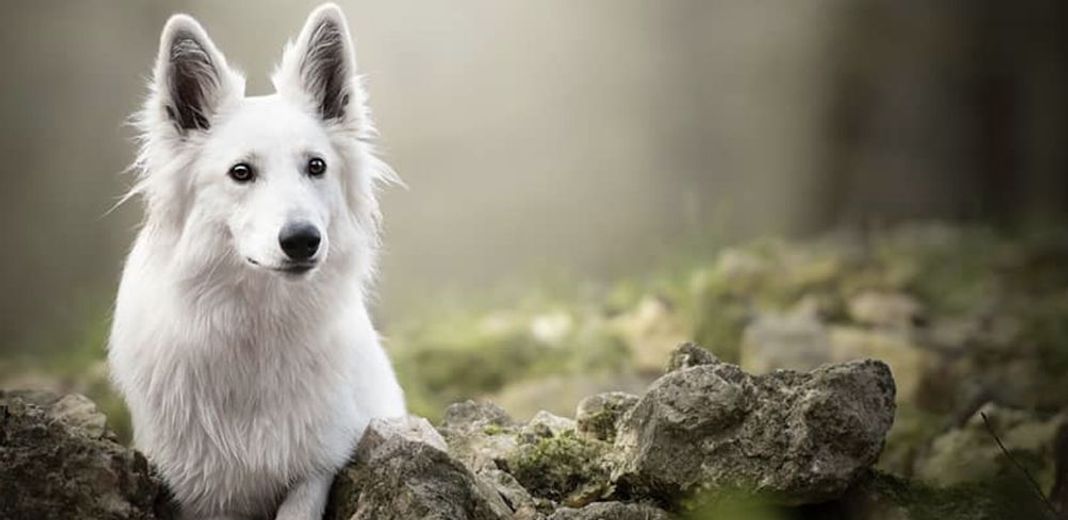 Chien allongé en pleine nature