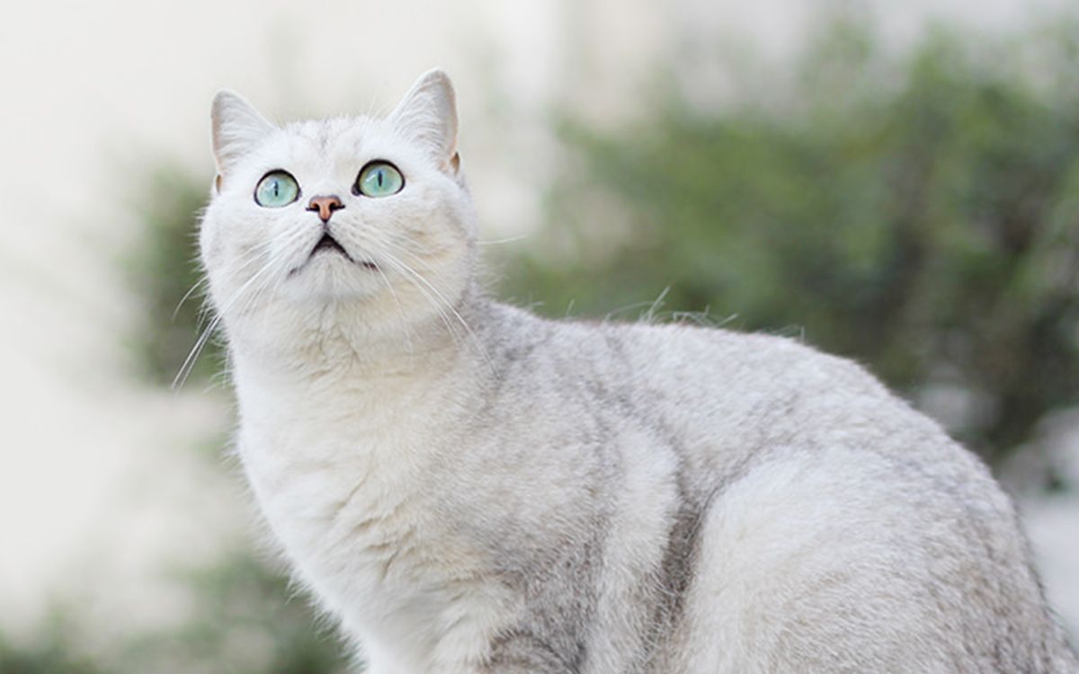 Chat blanc qui regarde vers le haut