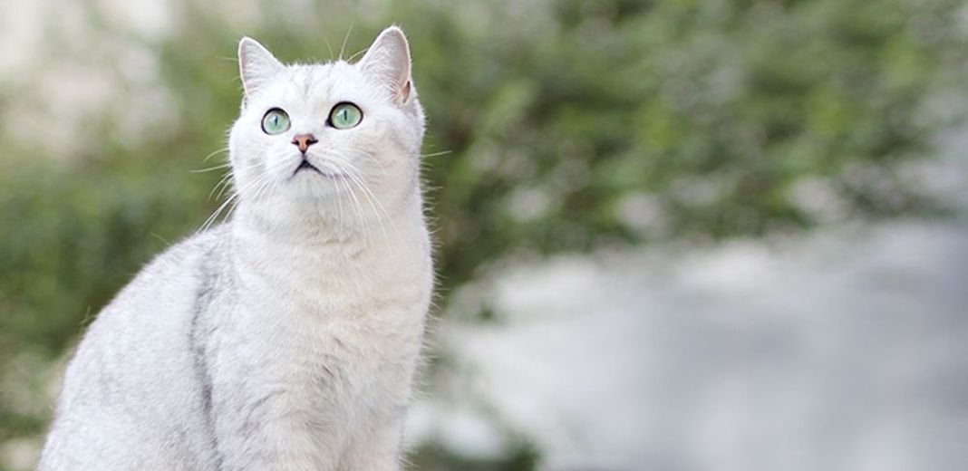 Chat blanc assis en extérieur