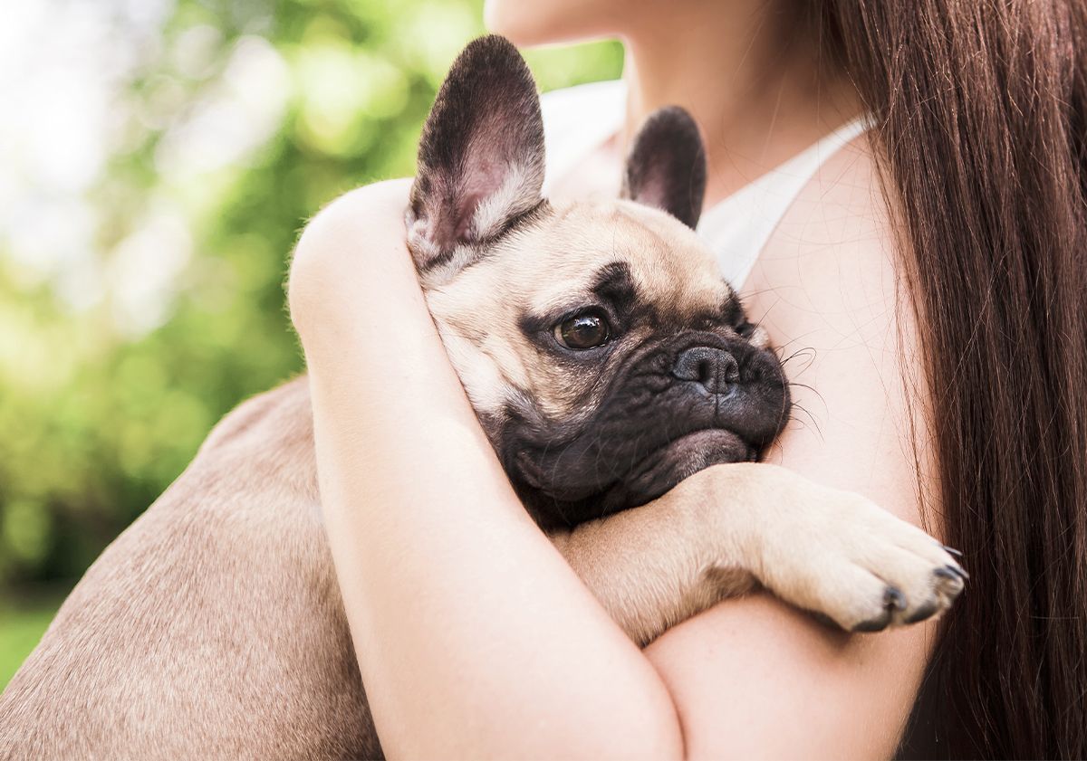 Bouledogue français dans les bras de sa maîtresse