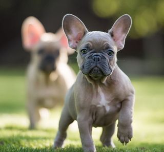 Bouledogue Français chiot en plein air