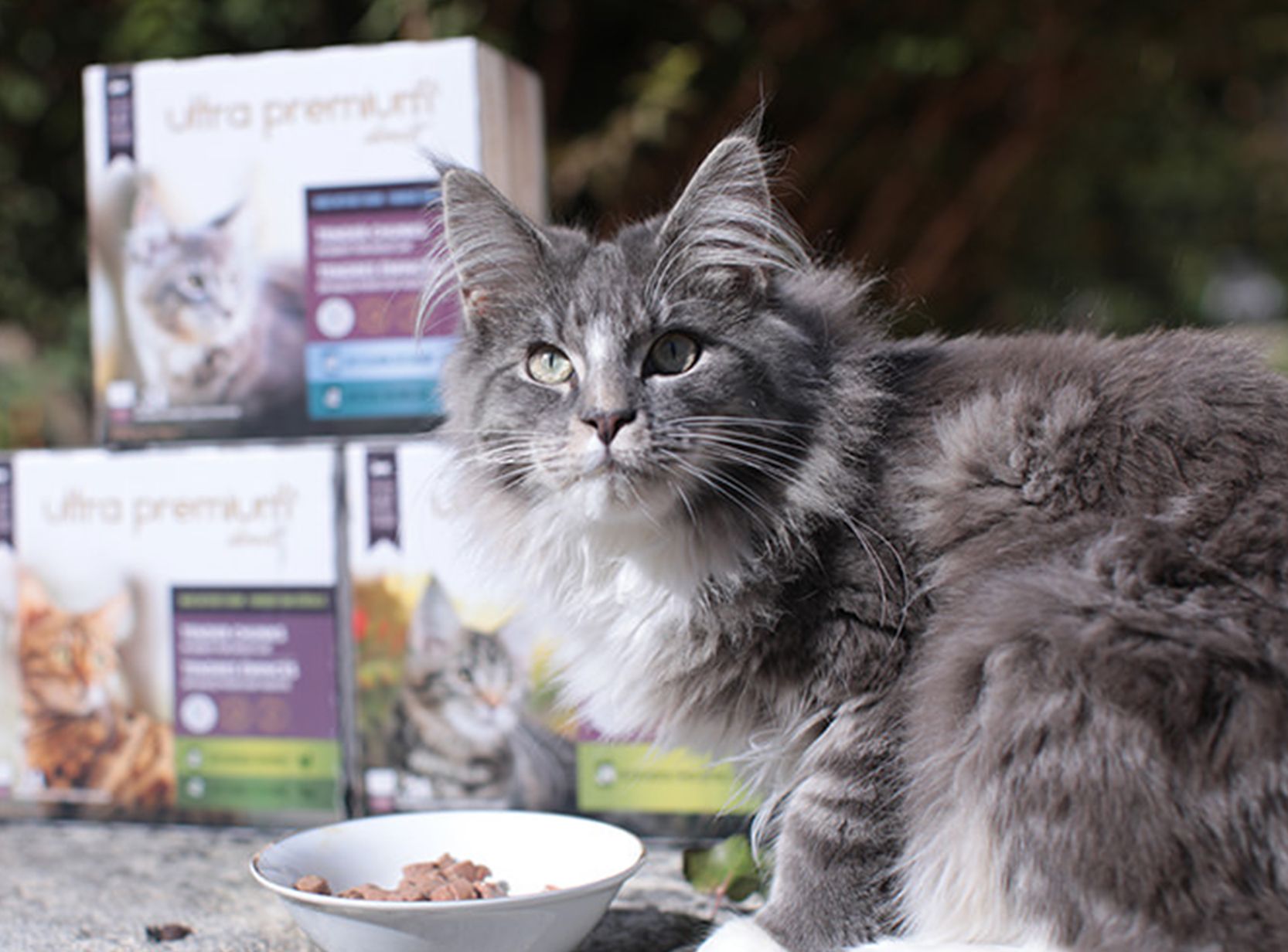 Nourriture du chat : les besoins nutritionnels du chat