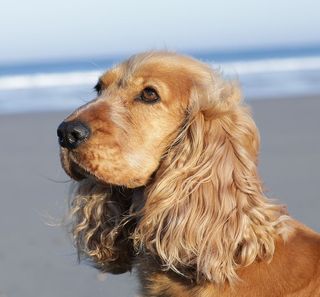 Chien au bord de la mer