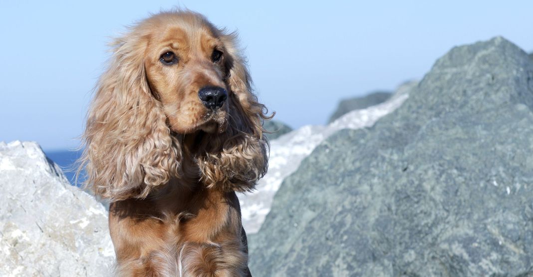 Chien près de la mer