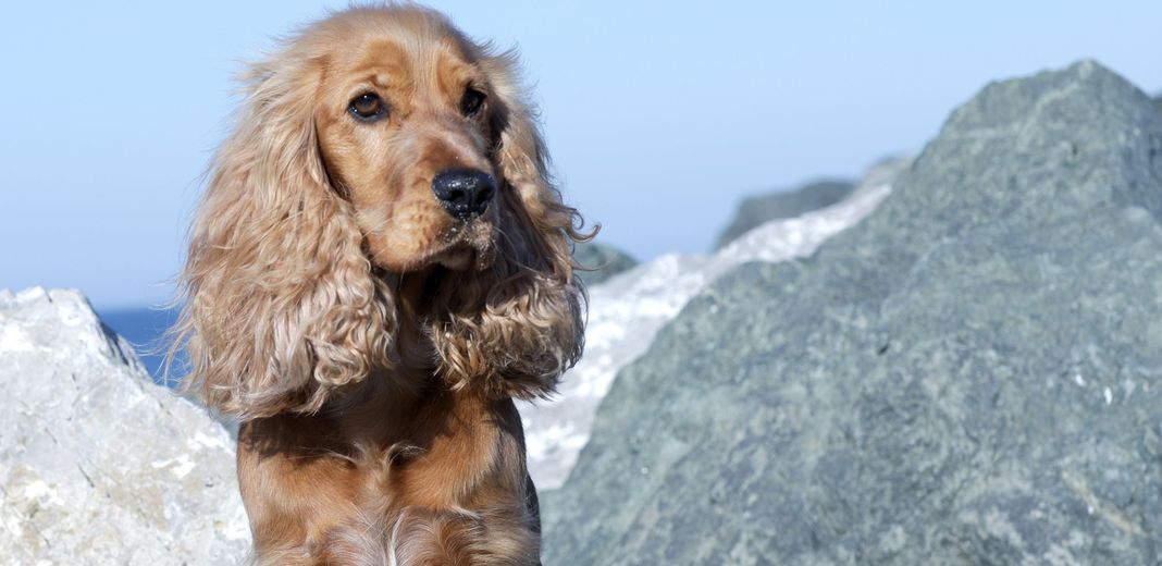 Chien près de la mer