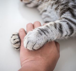 Chat tenant la main de sa maîtresse 