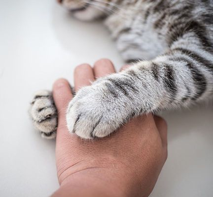 Chat tenant la main de sa maîtresse 