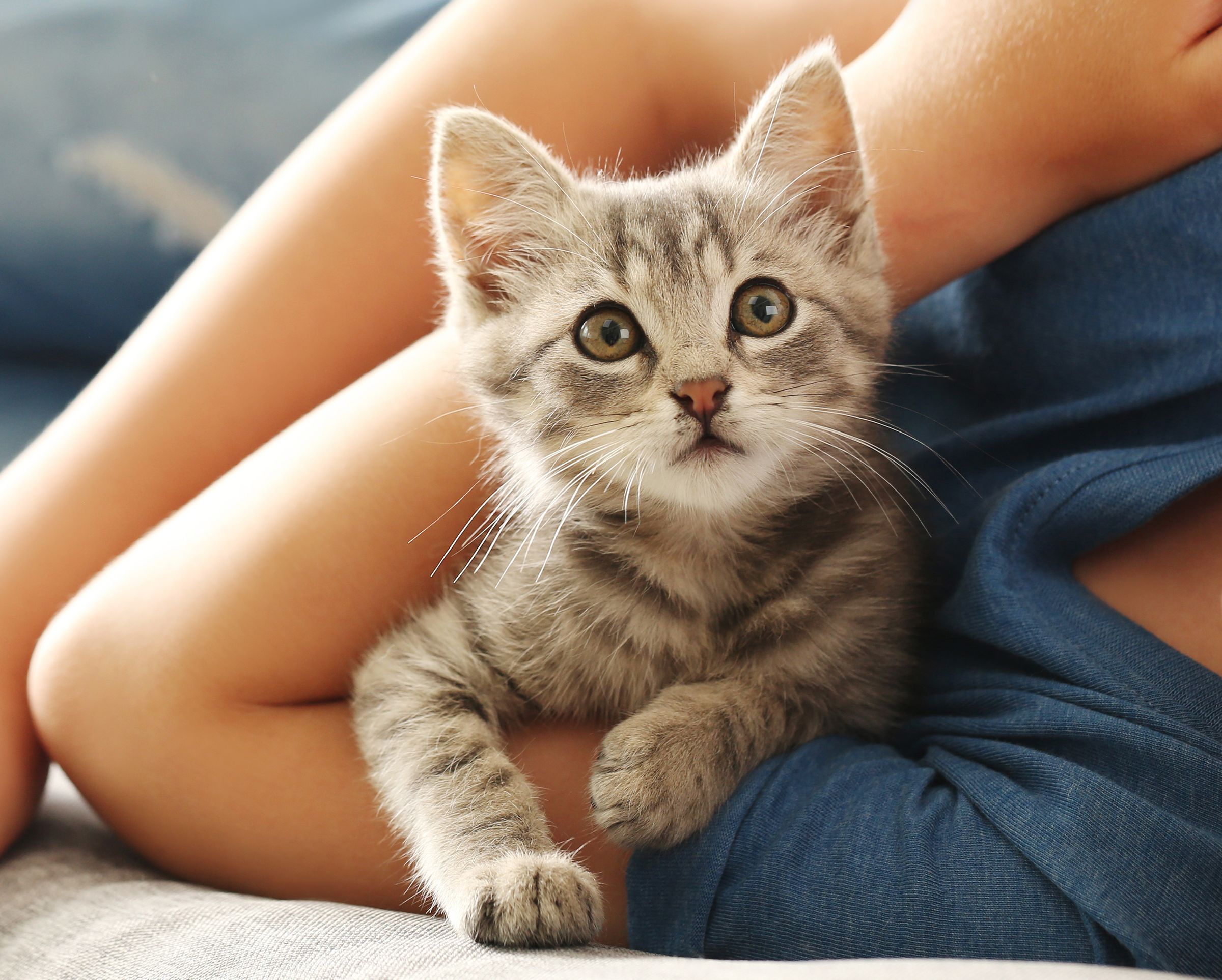 Chaton dans les bras d'une personne