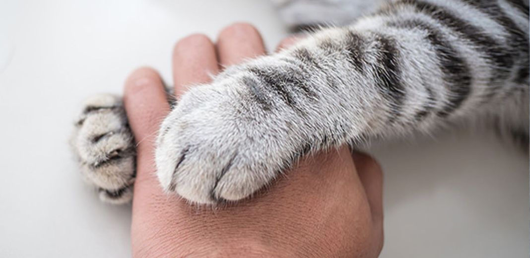 Chaton enlaçant la main de sa propriétaire