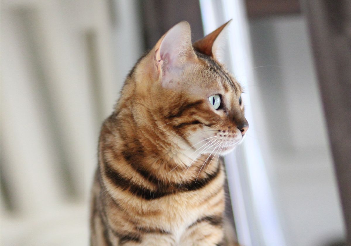 Chat bengal qui regarde par la fenêtre