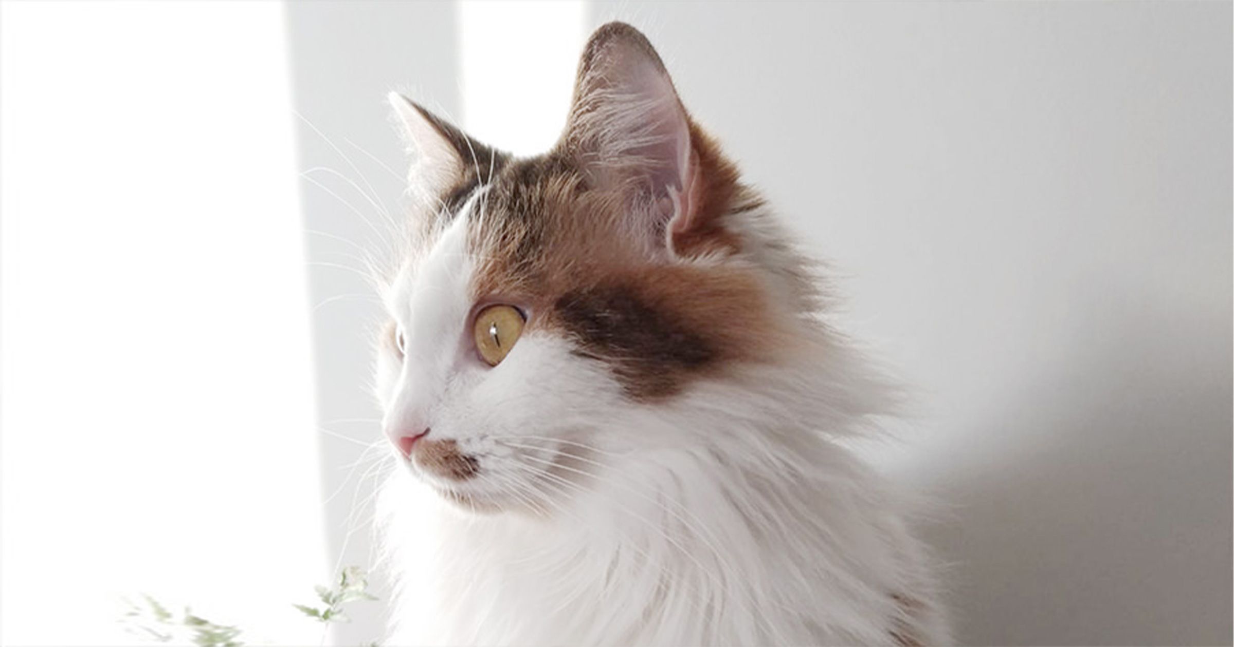 Anti-puce chat : tout savoir sur les puces chez le chat - Blog Ultra  Premium Direct