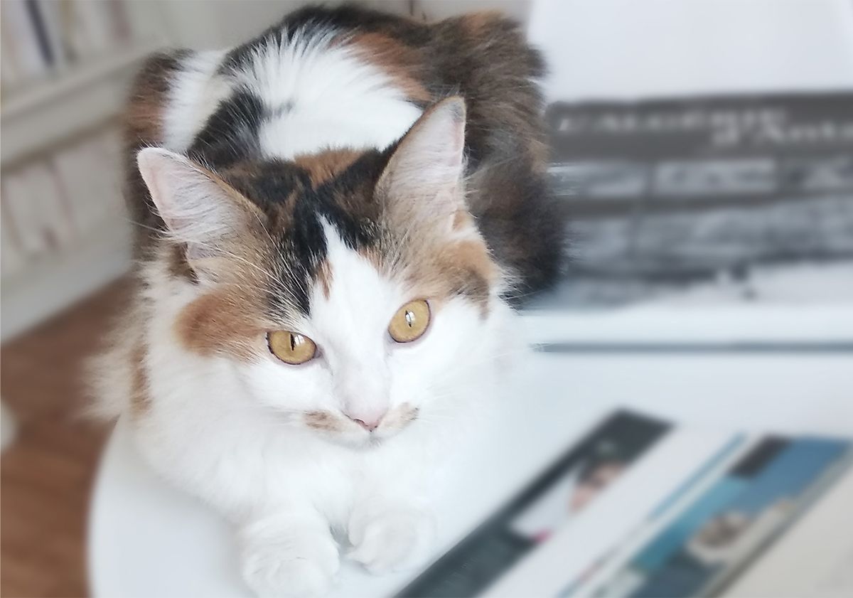 Chat couché sur une table en intérieur 