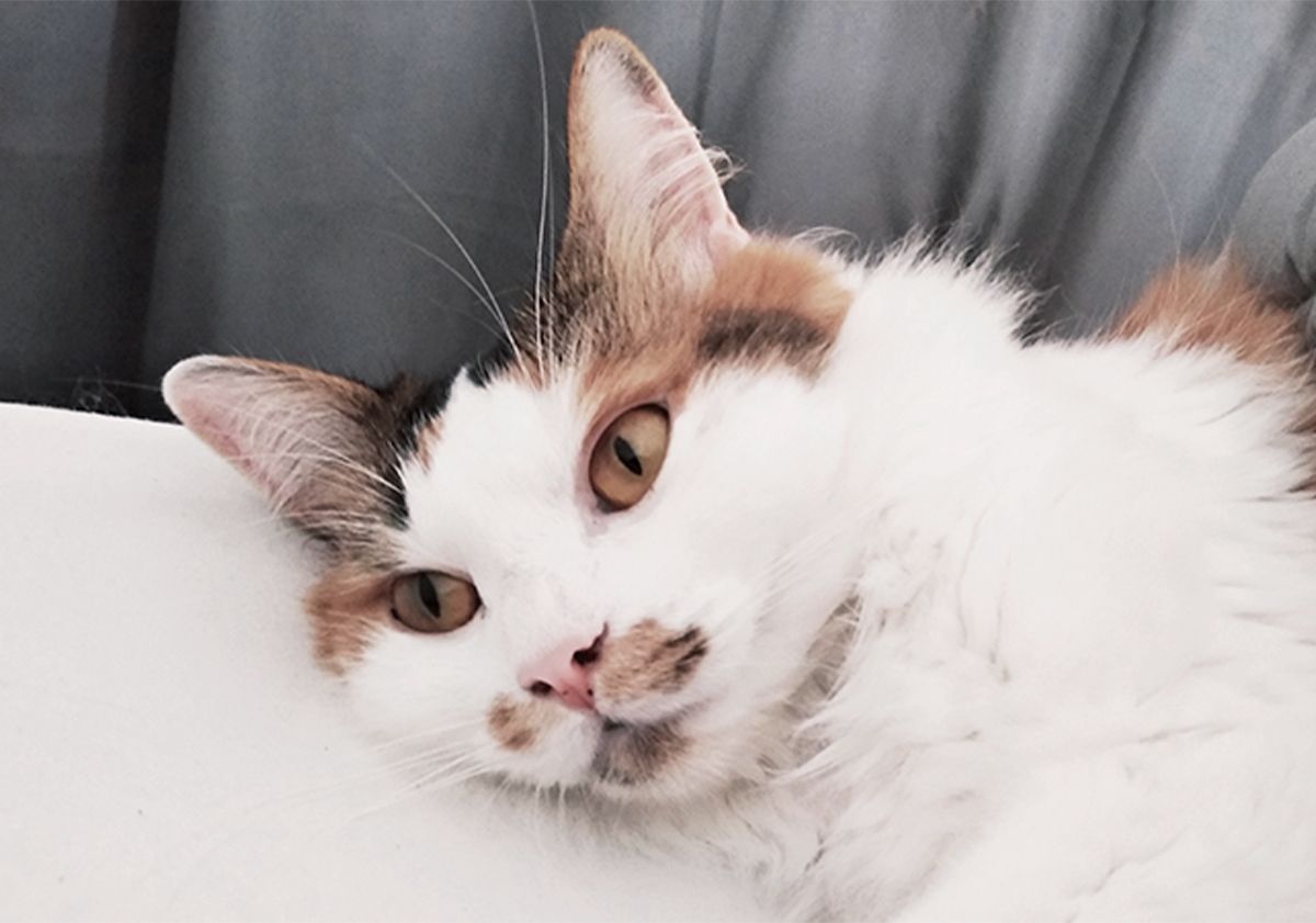 Chat couché