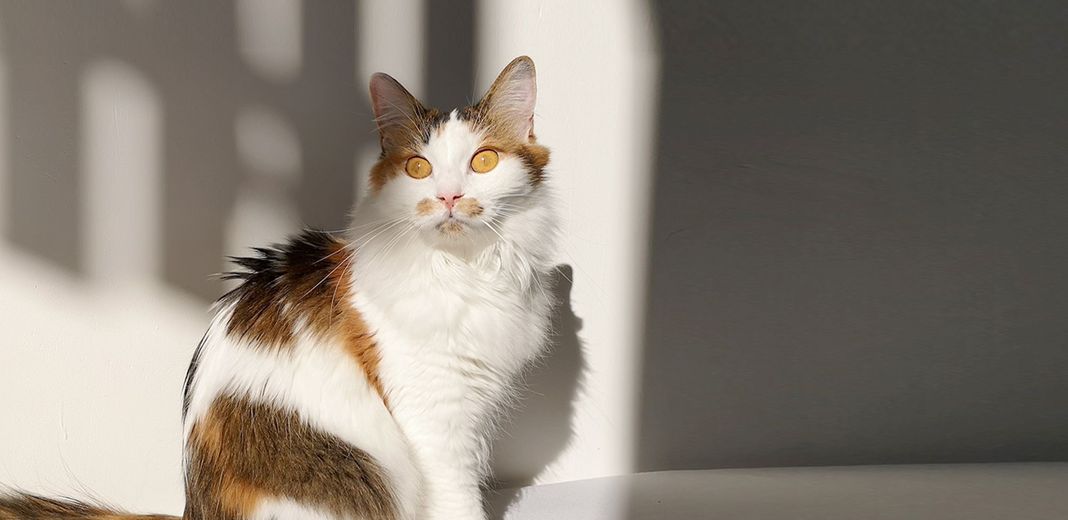 Chat isabelle assis dans un rayon de lumière